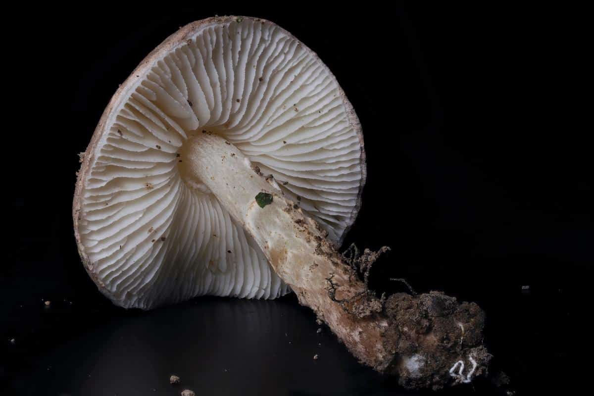 Lepiota mushrooms