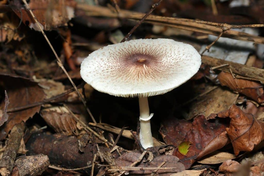 Lepiota Mushrooms Identification Guide Mushroom Appreciation lepiota-mushrooms-identification-guide-mushroom-appreciation