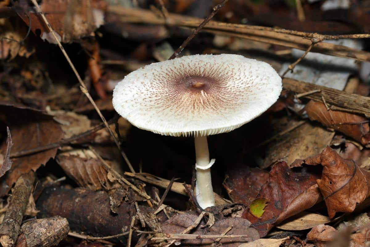 Lepiota mushrooms, Lepiota cristata