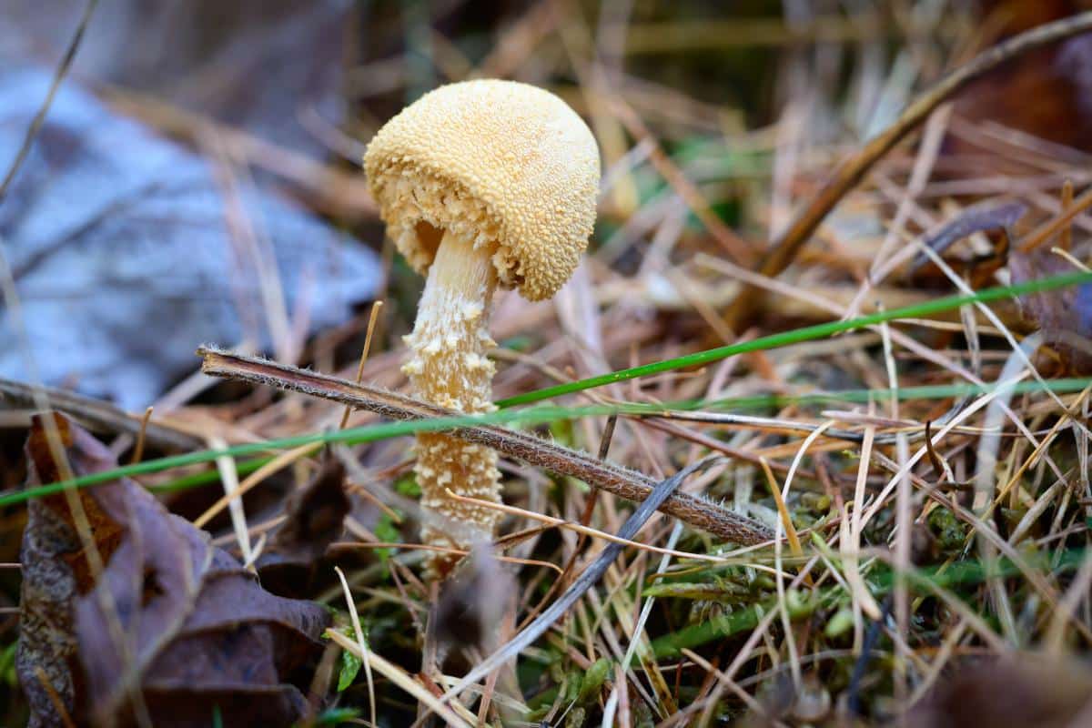 yellowfoot Lepiota mushroom