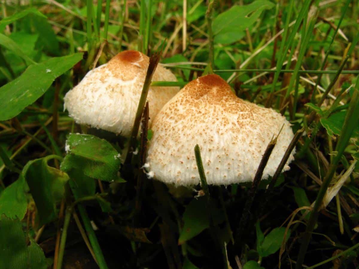 dapperling mushrooms