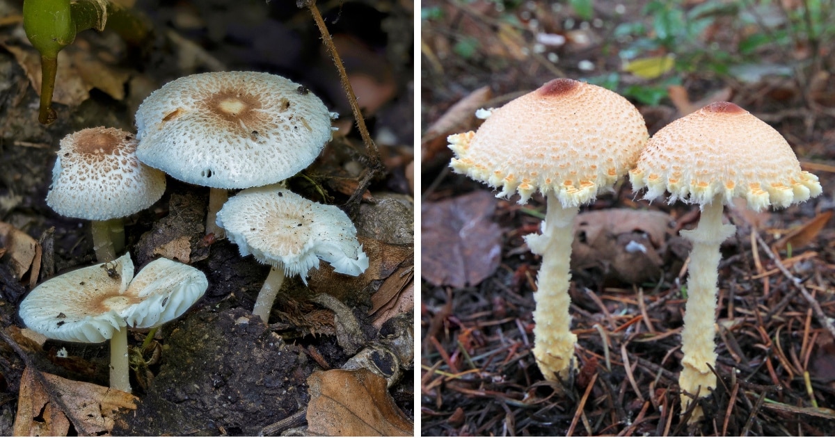 Lepiota Mushrooms Identification Guide Mushroom Appreciation lepiota-mushrooms-identification-guide-mushroom-appreciation