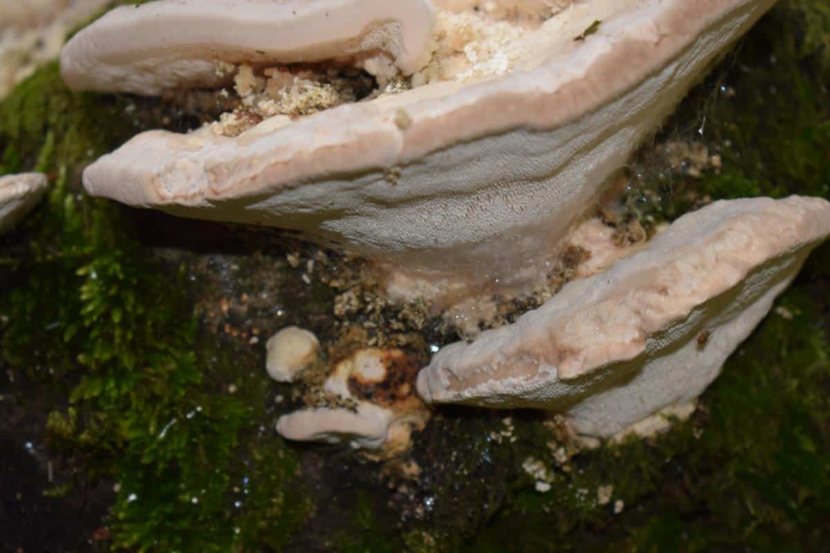 trametes gibbosa mushroom