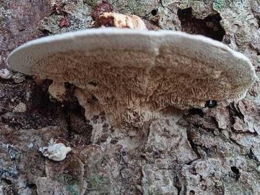 lumpy bracket mushroom