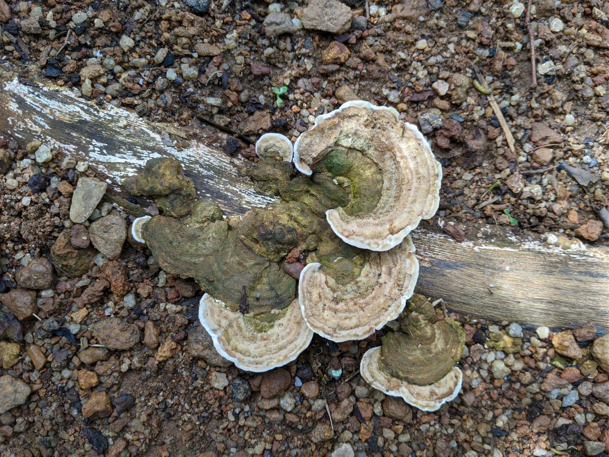 trametes gibbosa