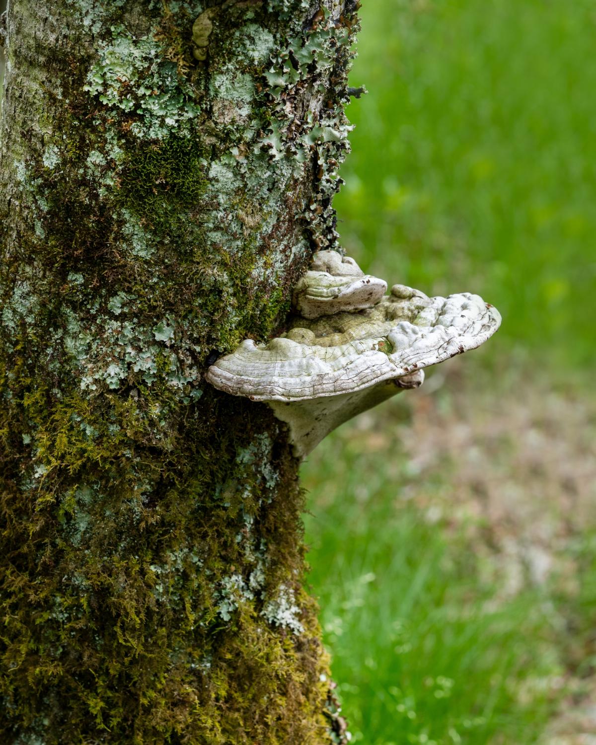 lumpy bracket mushroom