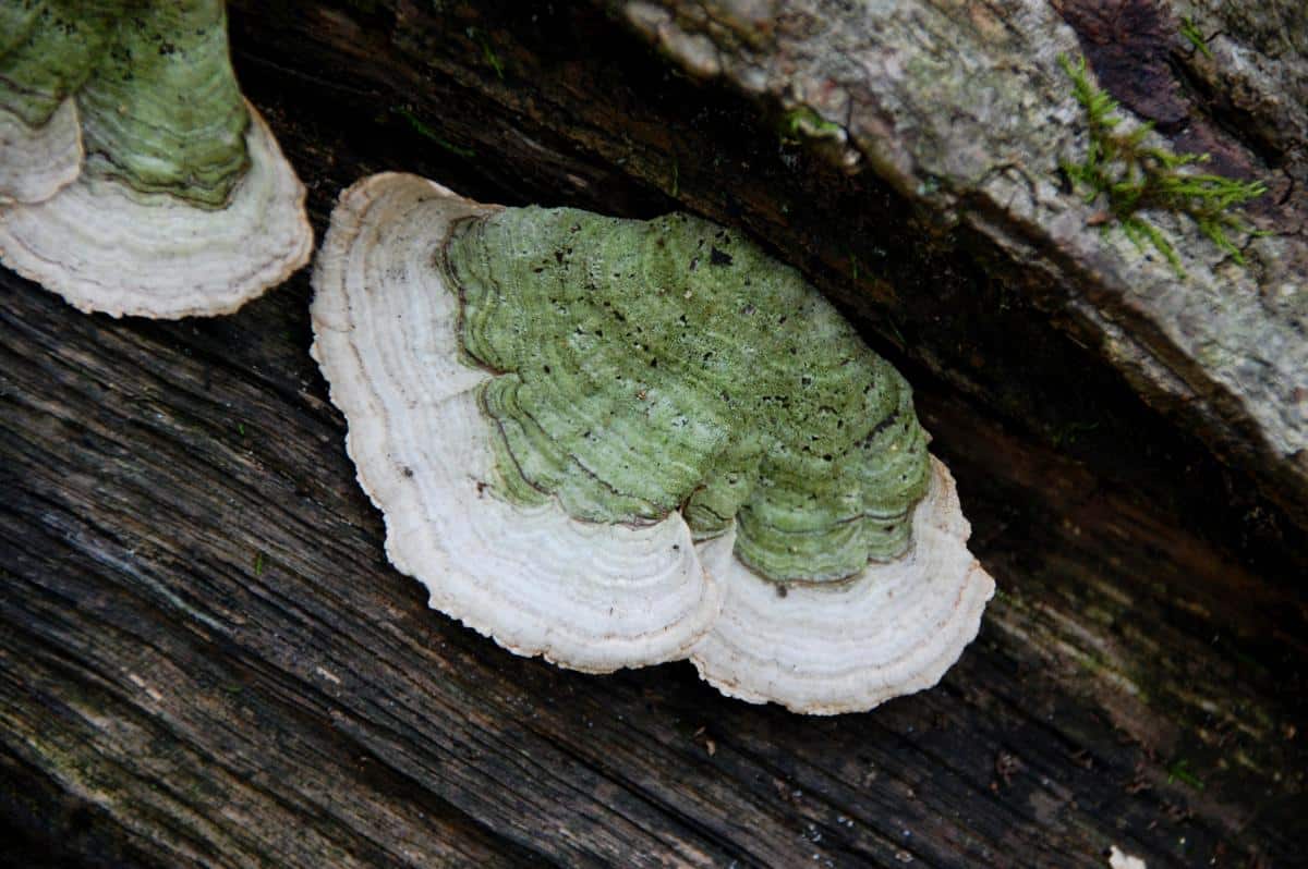 lumpy bracket mushroom