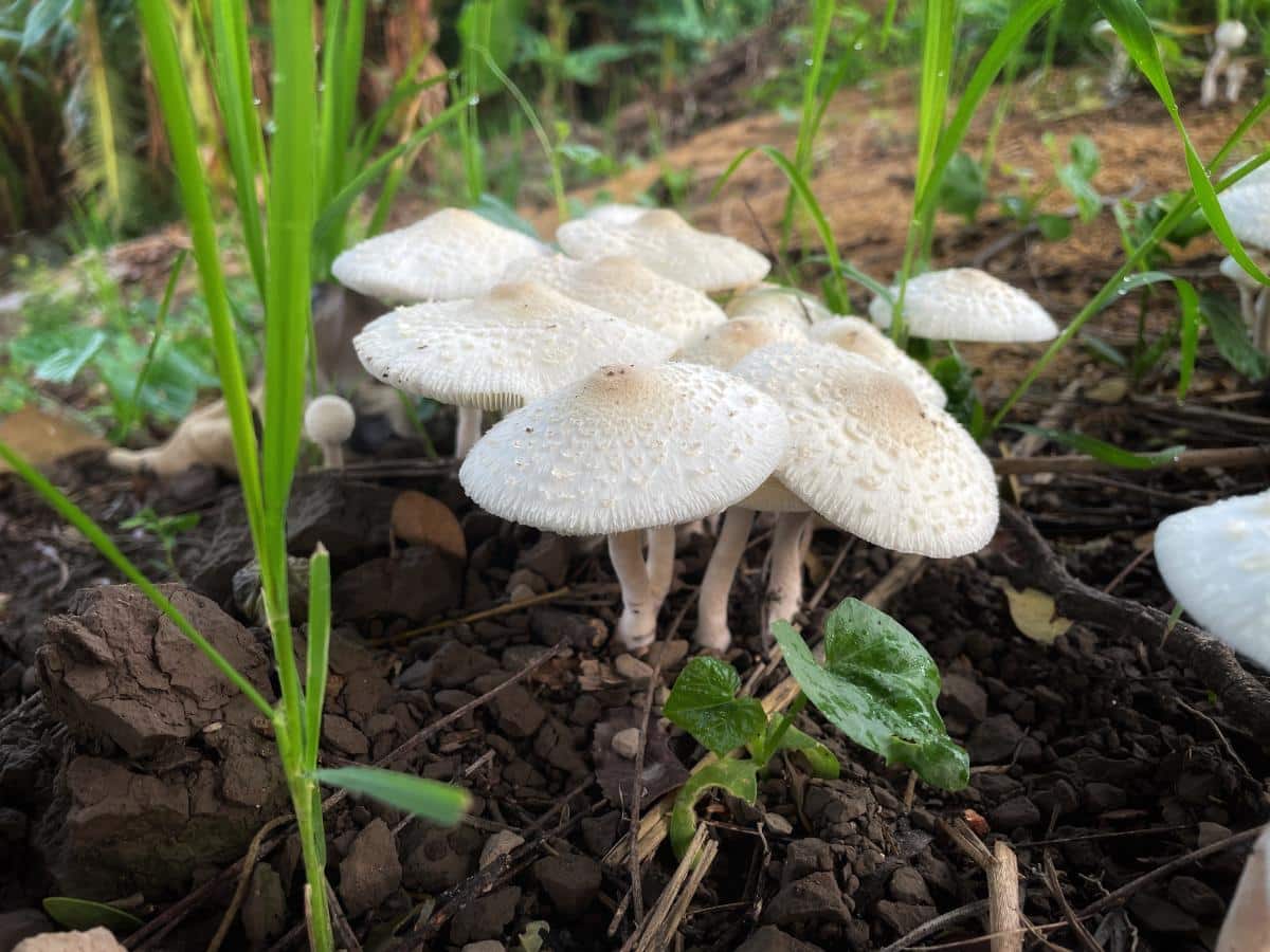 onion stalk parasol mushrooms