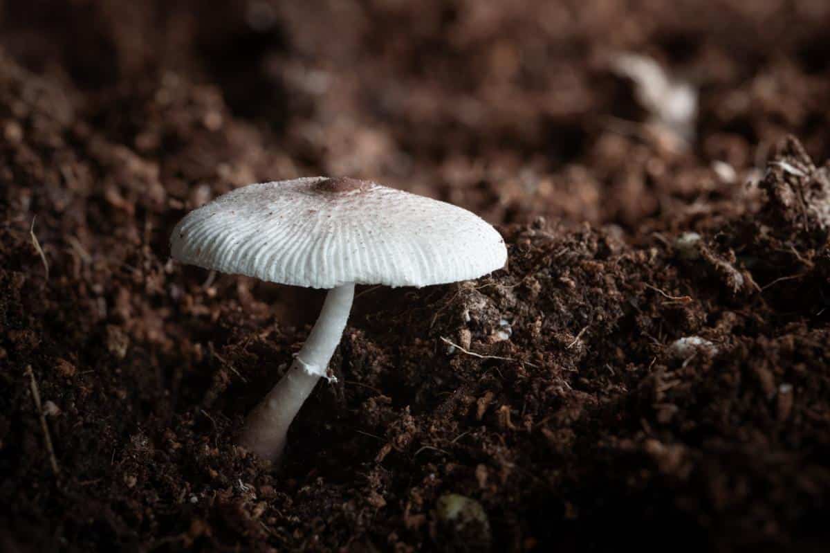 Leucocoprinus cepistipes