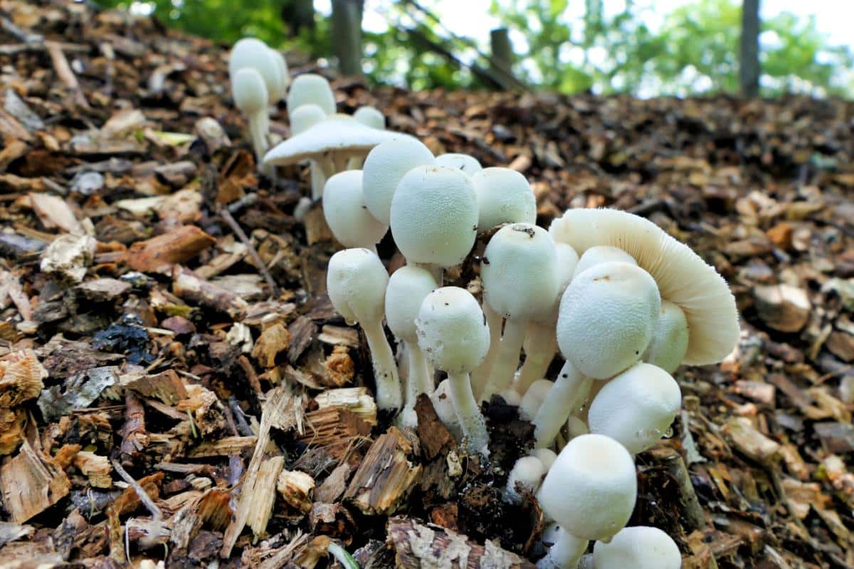 Leucocoprinus cepistipes