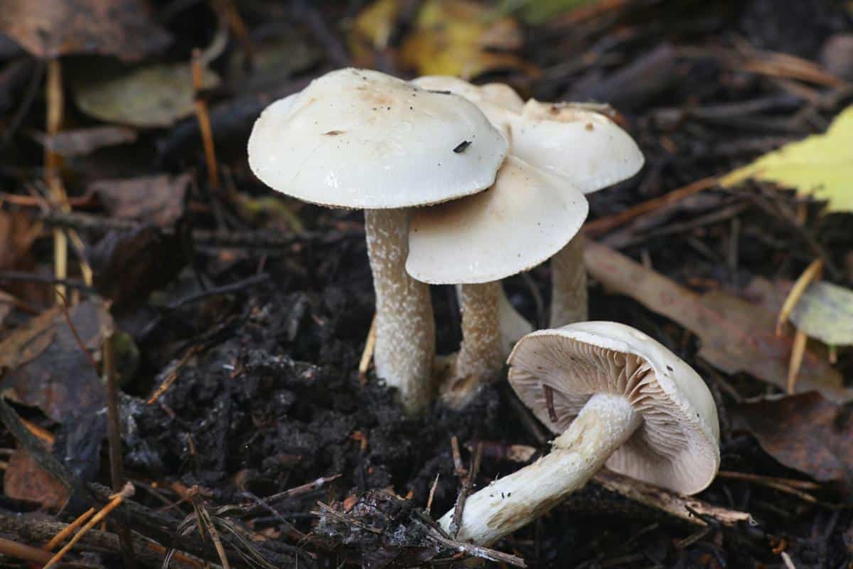 poison pie mushrooms