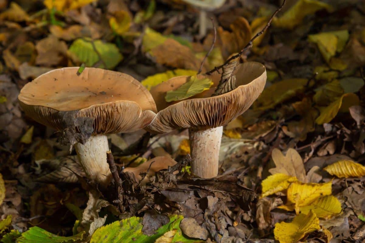 Hebeloma crustuliniforme