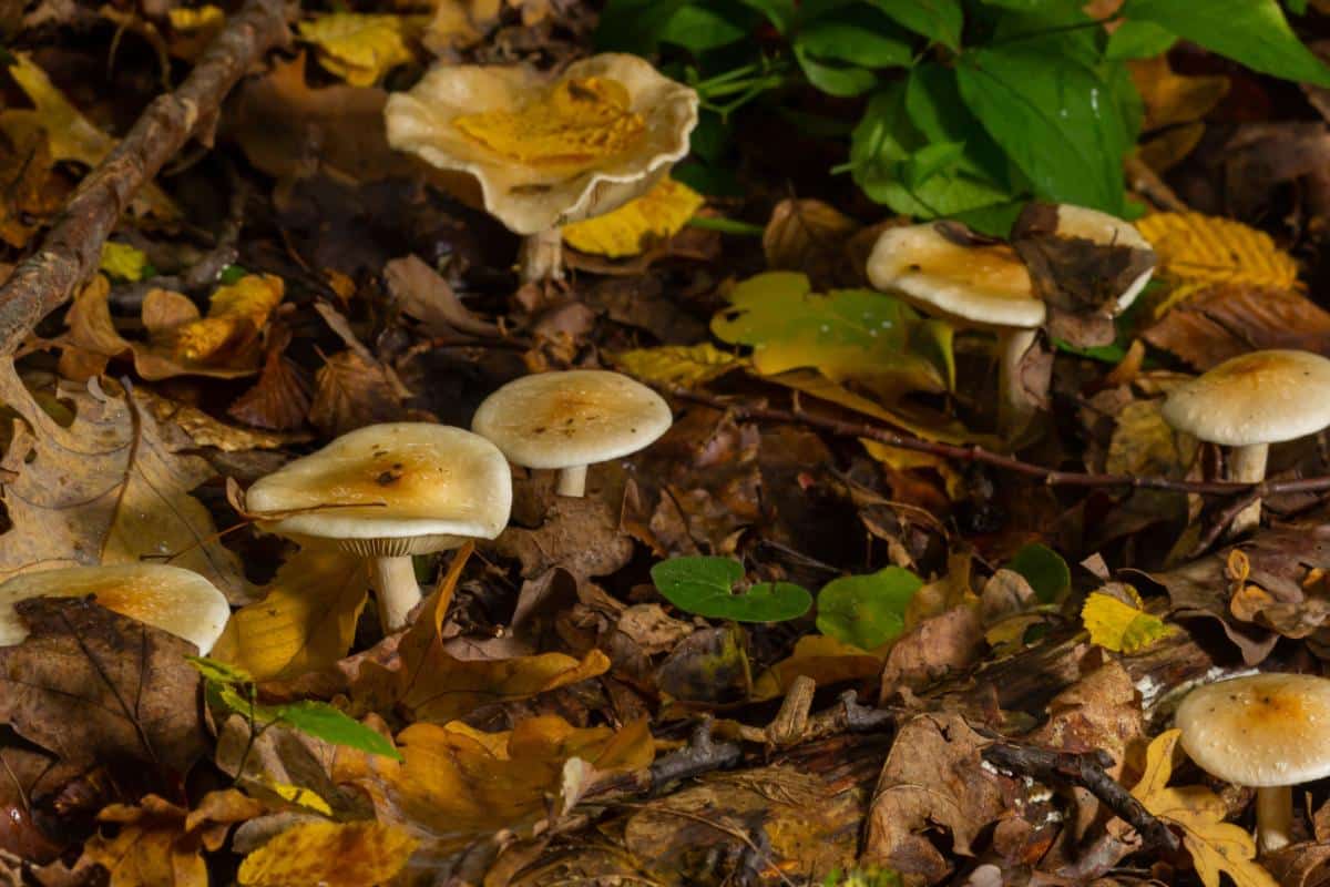 Hebeloma crustuliniforme