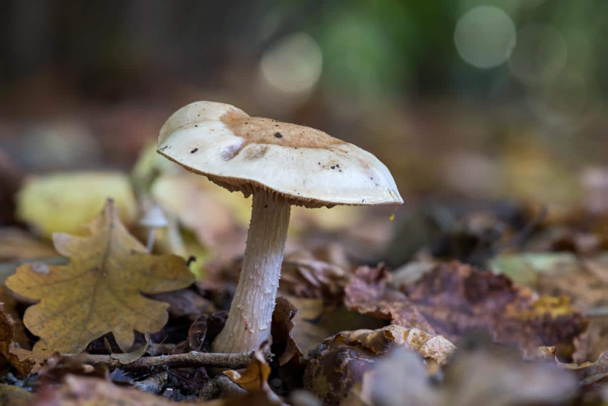 Hebeloma crustuliniforme