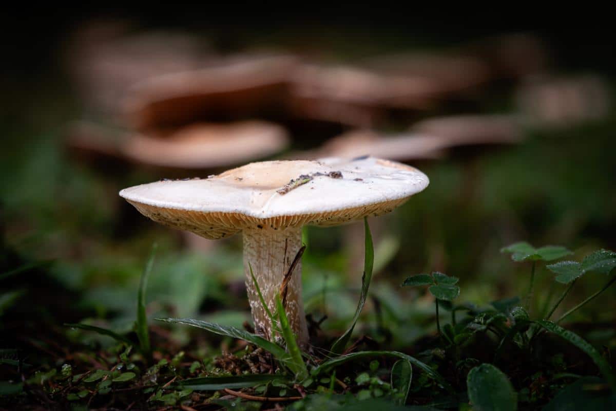 Hebeloma crustuliniforme