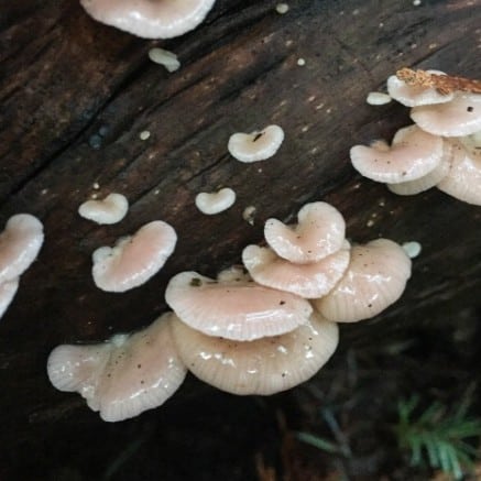 rosy oysterling mushrooms on log