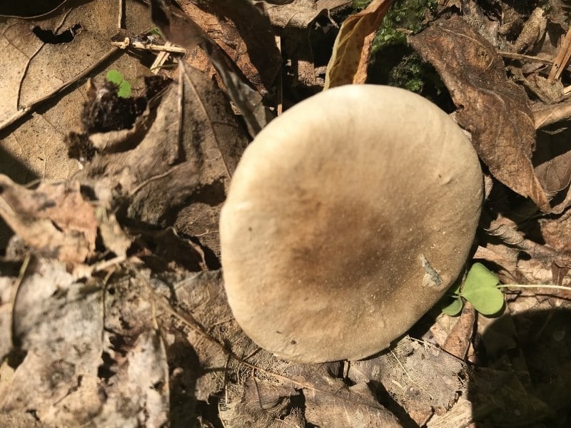 Ampulloclitocybe clavipes