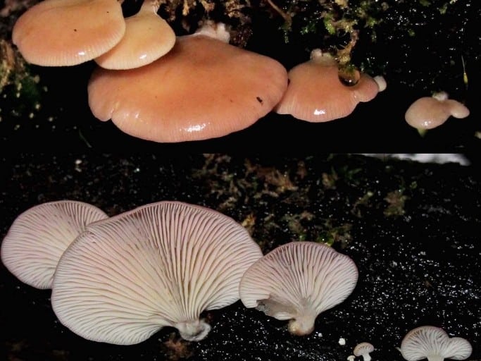 Scytinotus longinquus