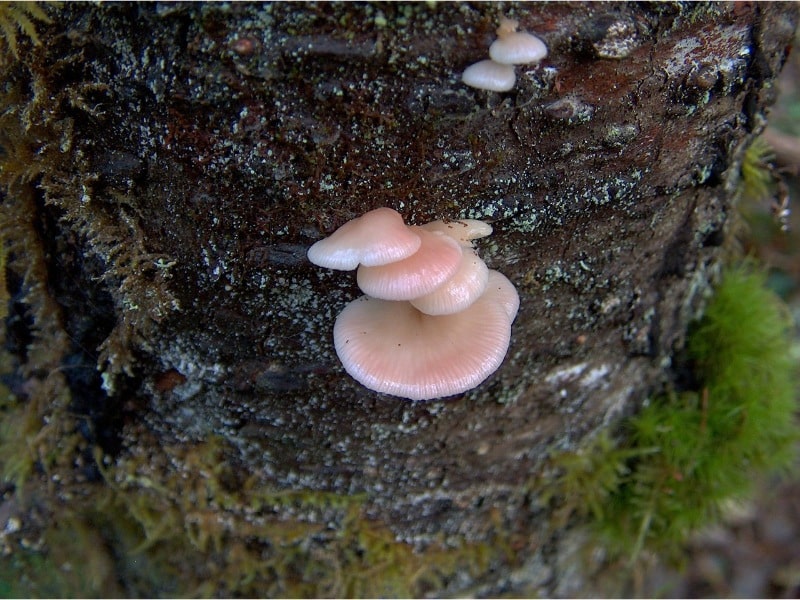 Scytinotus longinquus or Panellus longinquus