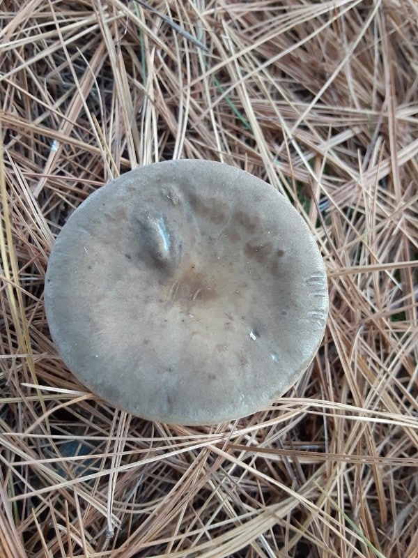 Ampulloclitocybe clavipes