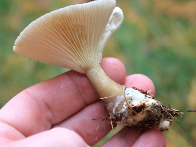Ampulloclitocybe clavipes