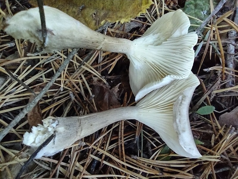 club foot clitocybe