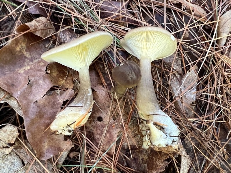 Club-footed funnel cap, Club-footed Clitocybe, and Clavate-stalked Clitocybe