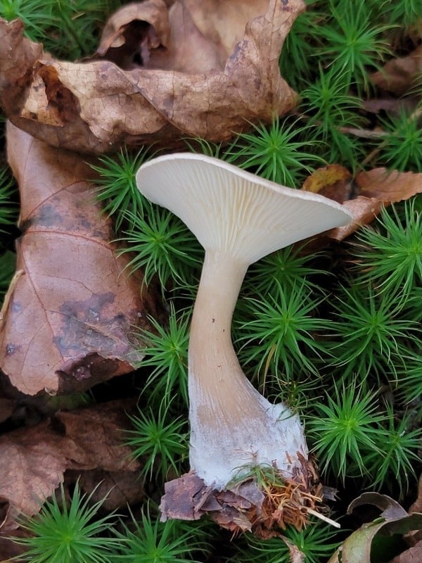 Ampulloclitocybe clavipes