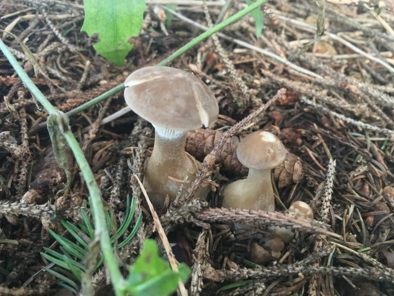 club foot mushroom, club foot clitocybe