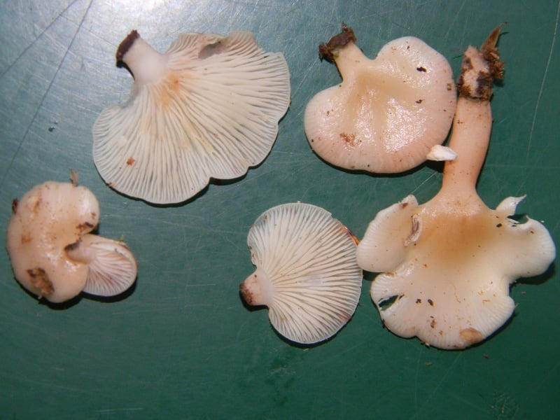 Scytinotus longinquus or Panellus longinquus