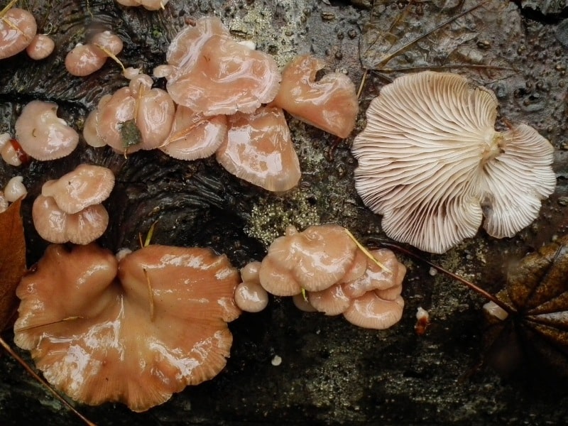 Pleurotopsis longinqua aka Scytinotus longinquus or Panellus longinquus