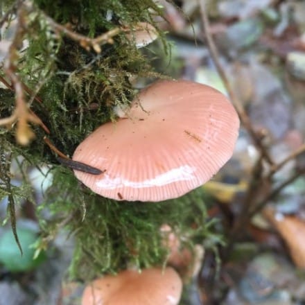 Scytinotus longinquus or Panellus longinquus