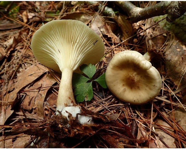 club foot mushroom clitocybe