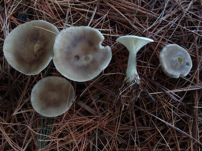 Club-footed funnel cap, Club-footed Clitocybe