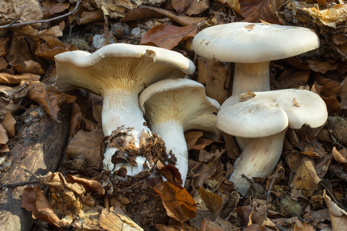 clouded agaric