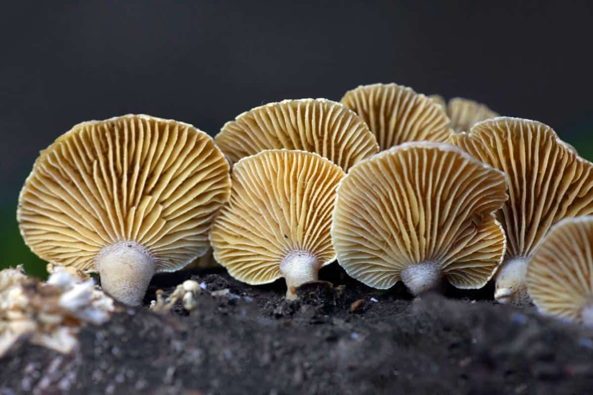 bitter oyster mushroom