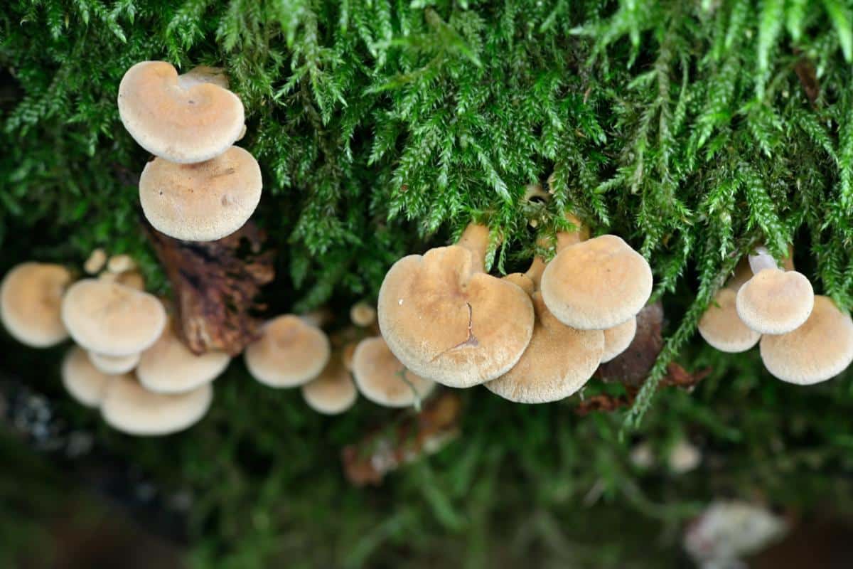 bitter oyster mushrooms