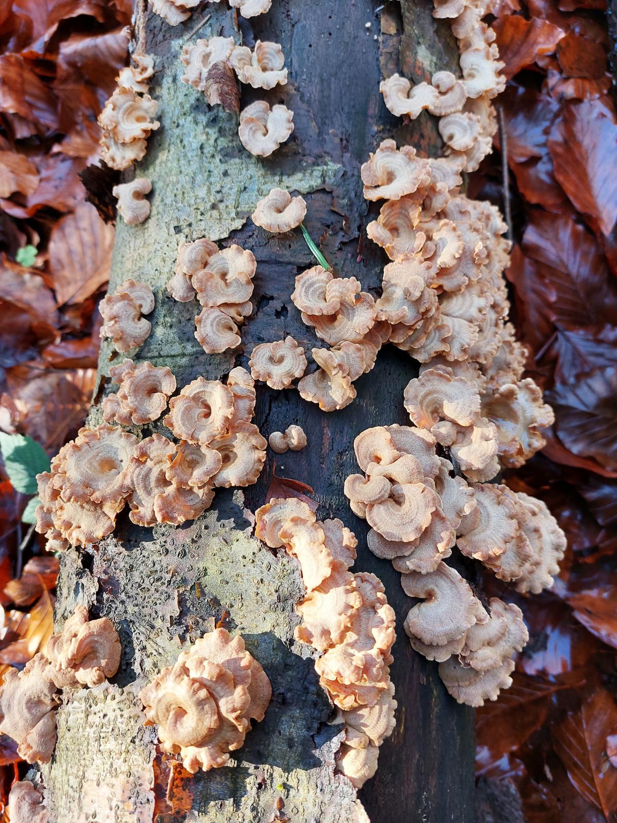 bitter oyster mushrooms
