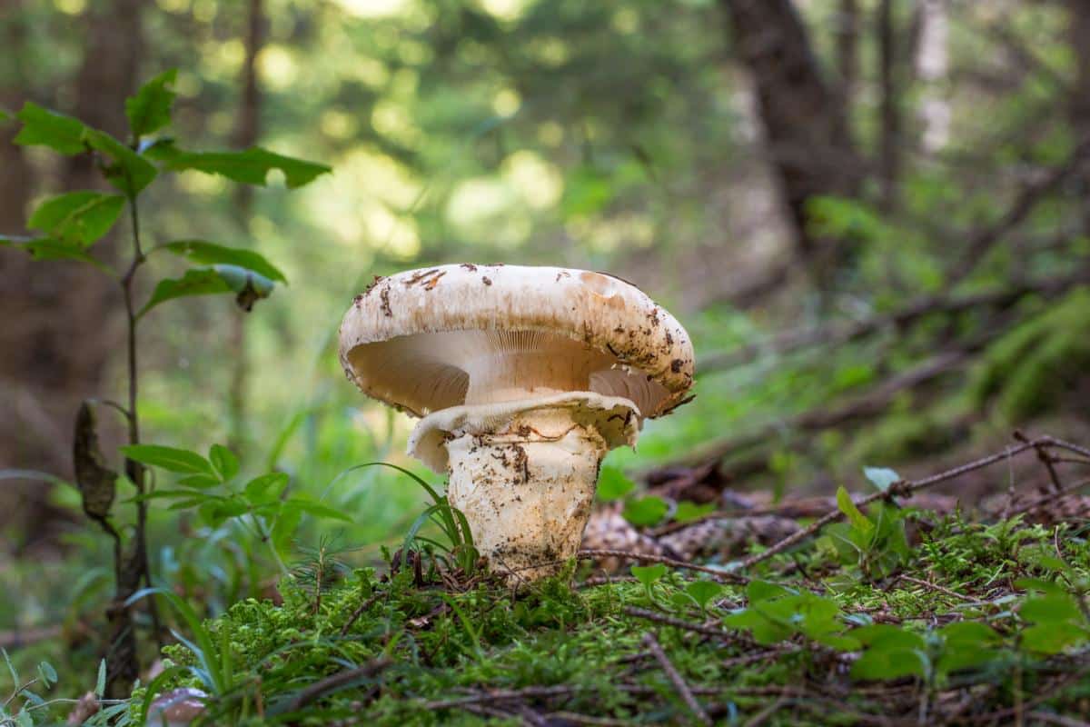 mock matsutake mushroom
