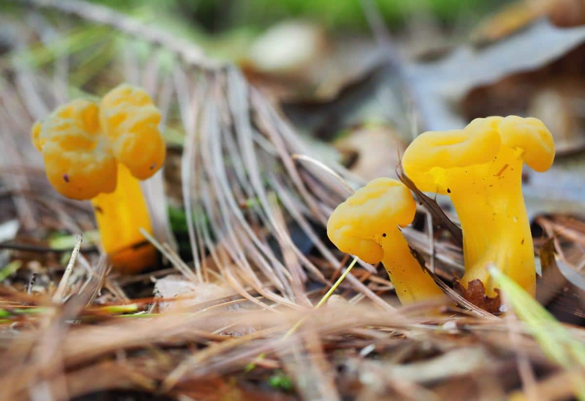 Leotia mushrooms