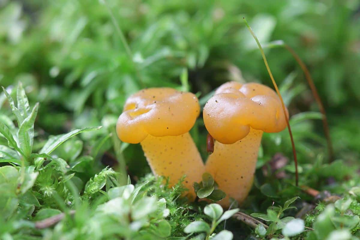 jelly baby mushroom