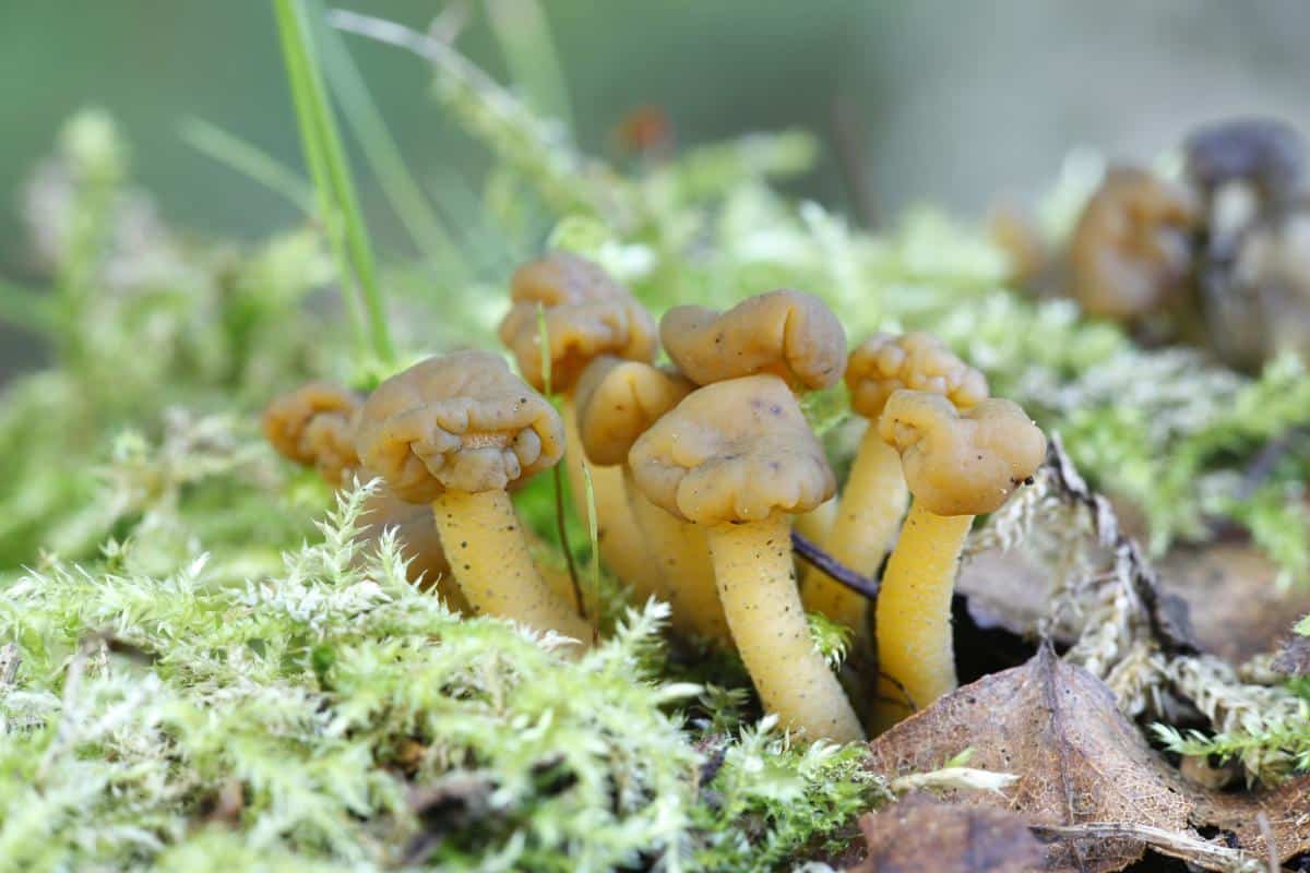 Leotia mushrooms
