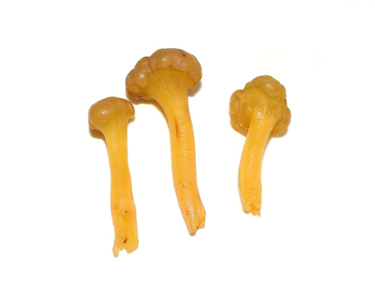 jelly baby mushrooms