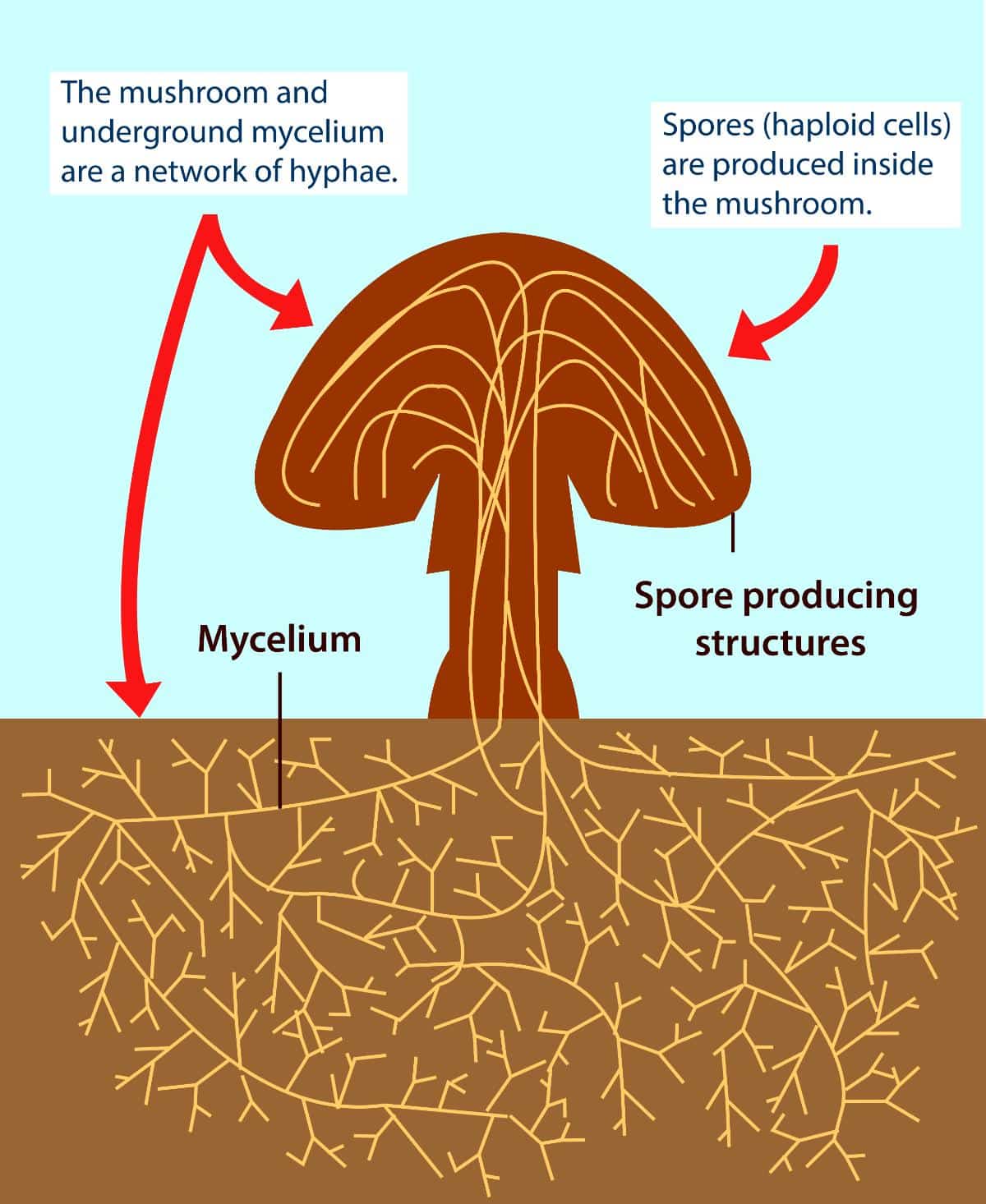 lifecycle of mushrooms