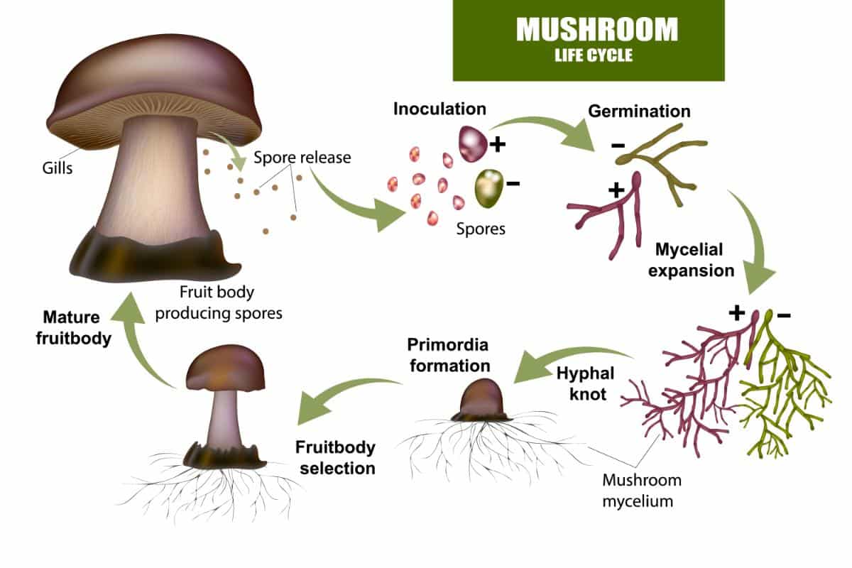 mushroom lifecycle