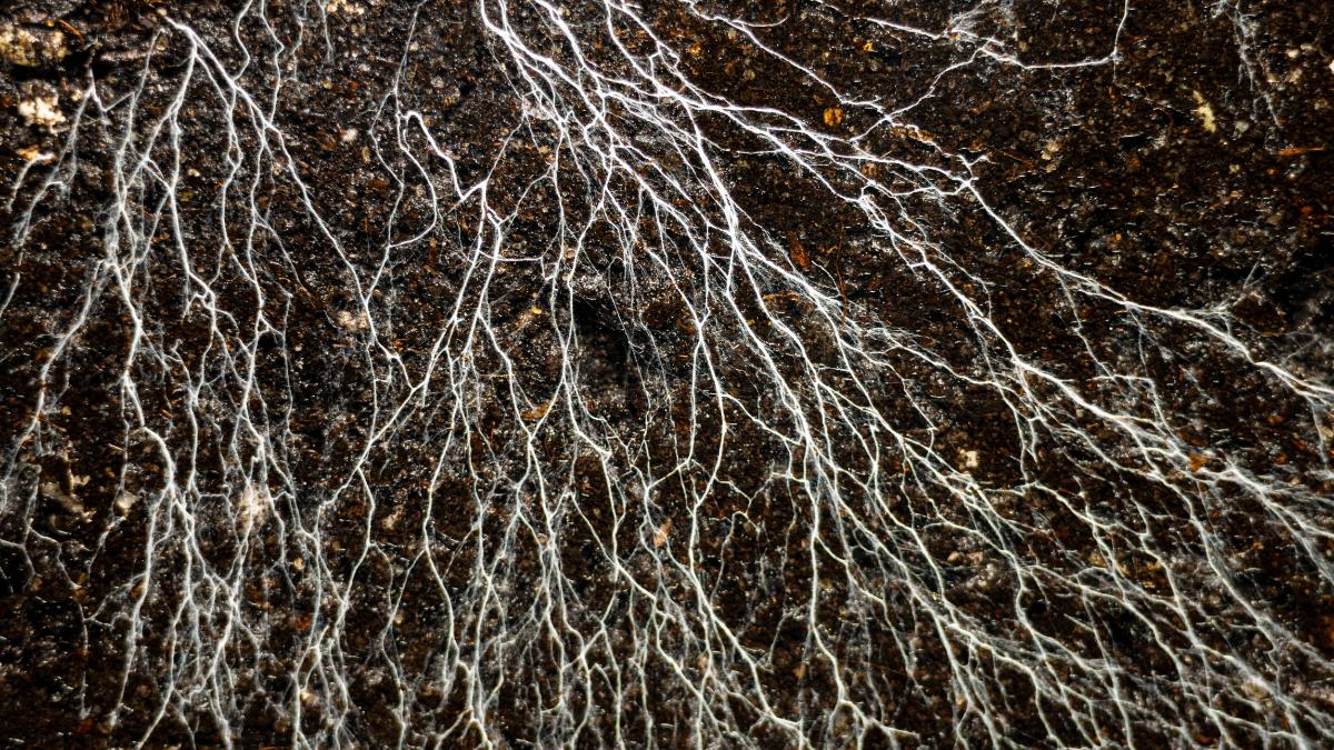 mycelium