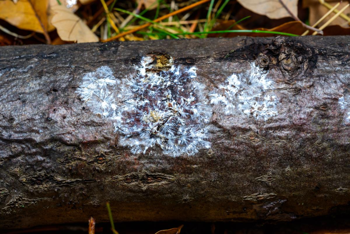 mycelium mushroom lifecycle
