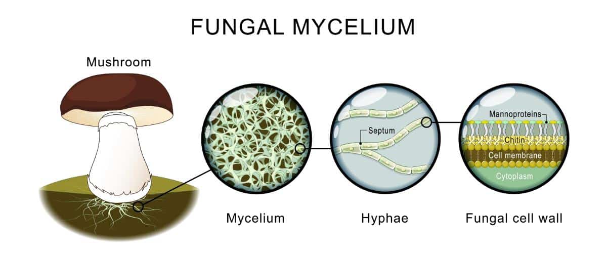 fungi lifecycle
