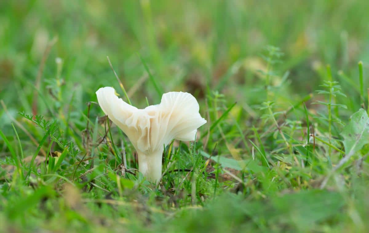 Cuphophyllus virgineus