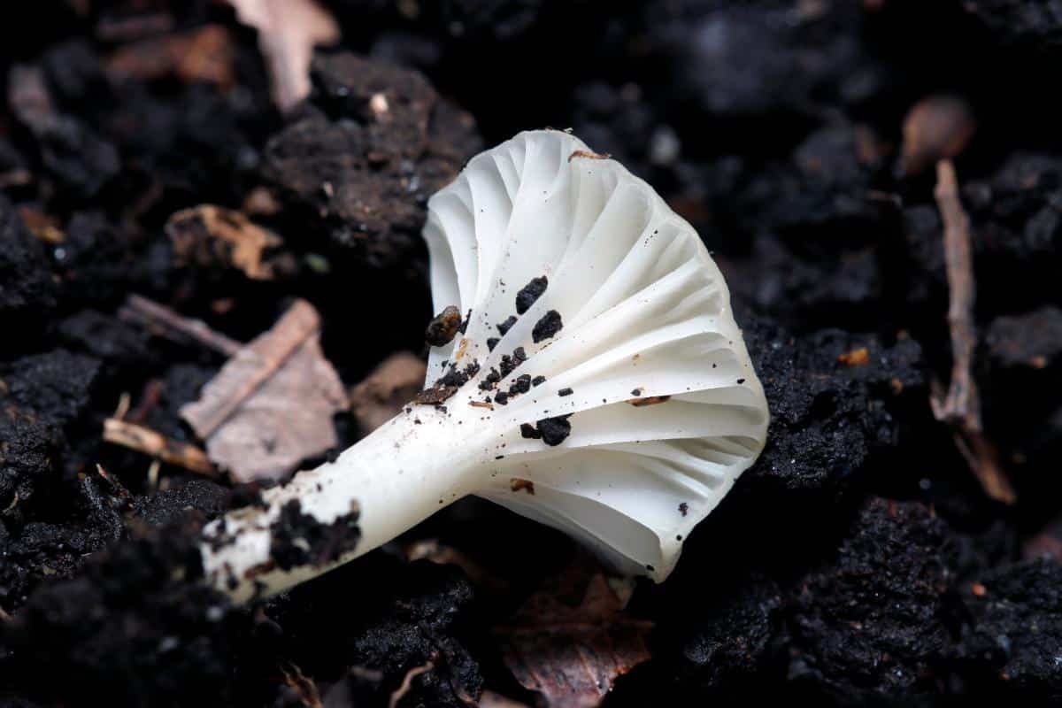 Cuphophyllus virgineus